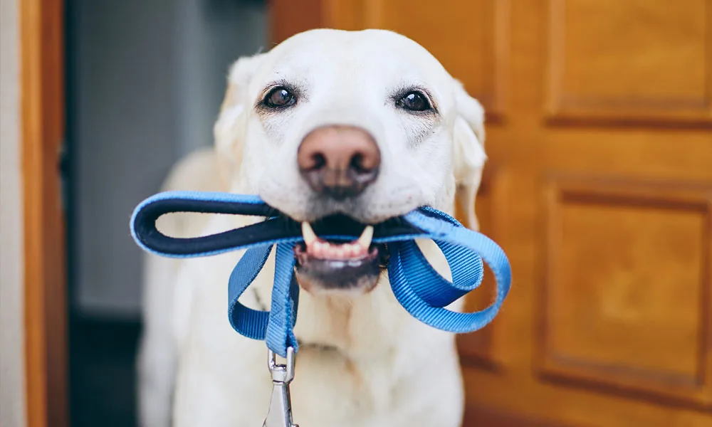 Dog waiting for walk