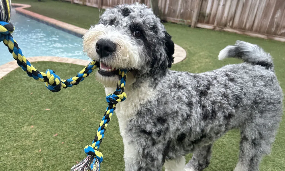 Birdie Playing with a rope toy