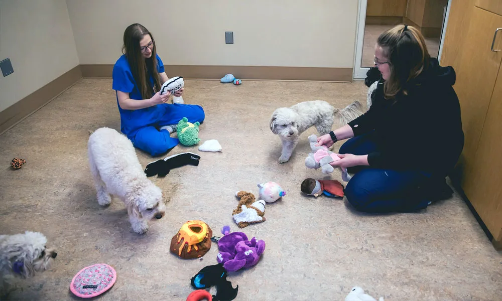 photo of supervised dogs playing with toys