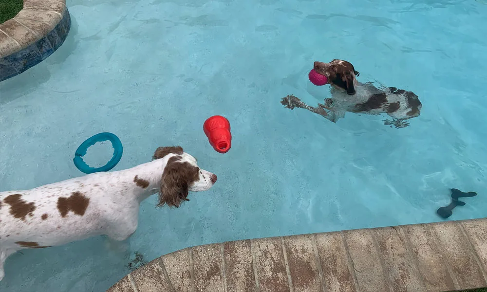 photo of two large dogs playing with pool toys