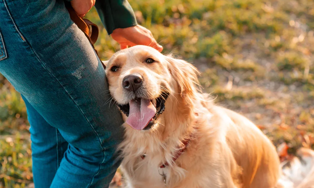 Closeup side view smilling portrait of Golden retriever dog in summer background