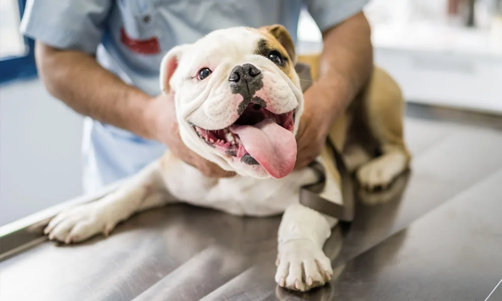 Cute Dog on Operating Table in Hands of Vet