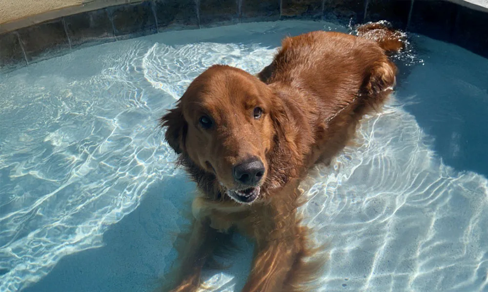 photo of a dog relaxing in a pool