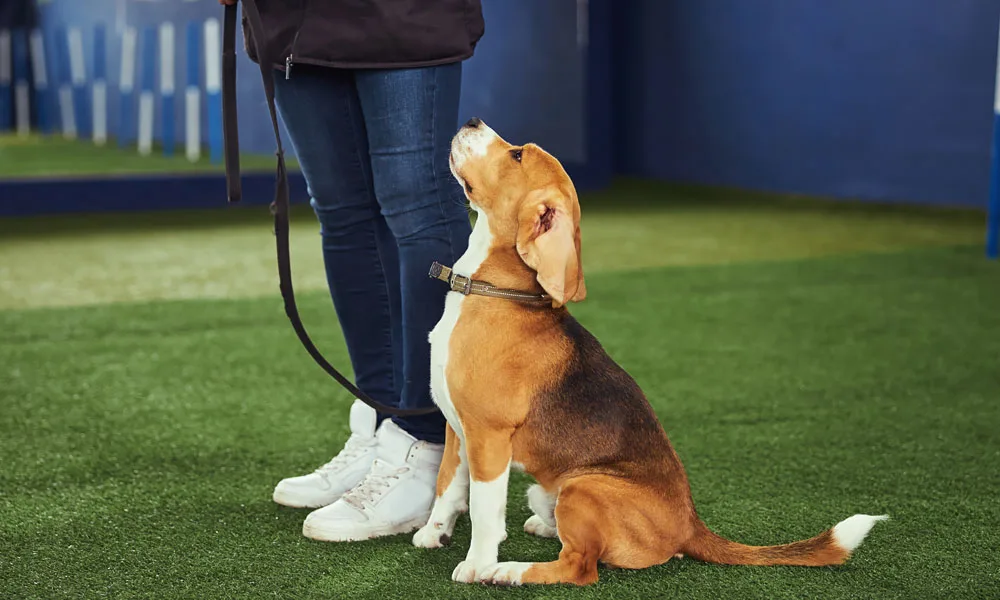 Beautiful young beagle undergoing the obedience training