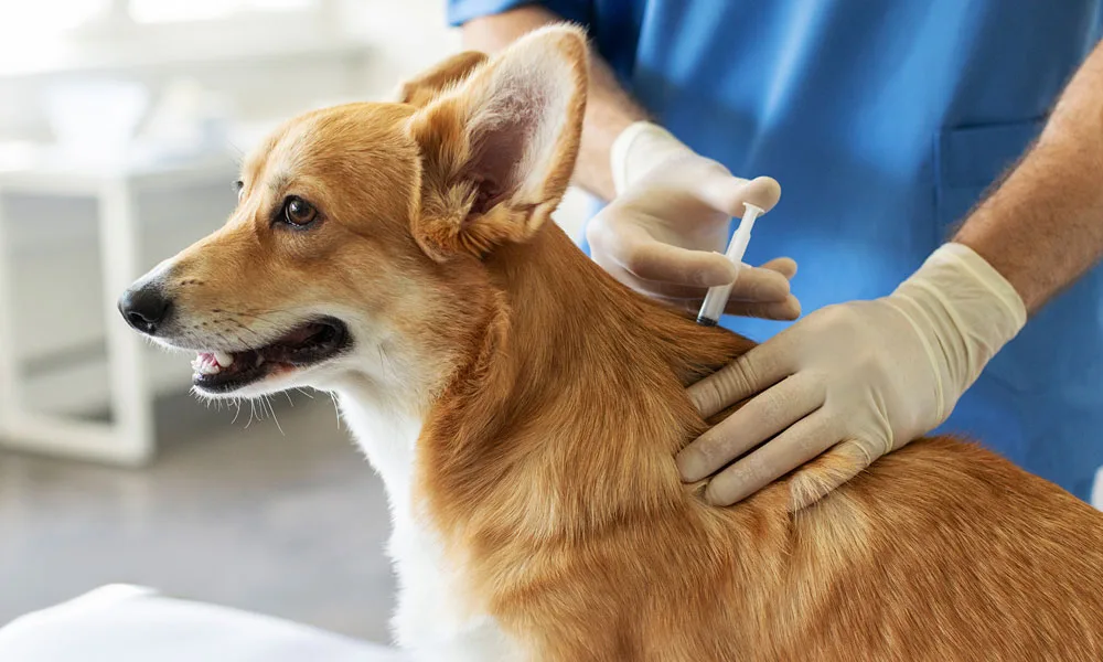 Pembroke Welsh Corgi dog receiving vaccination