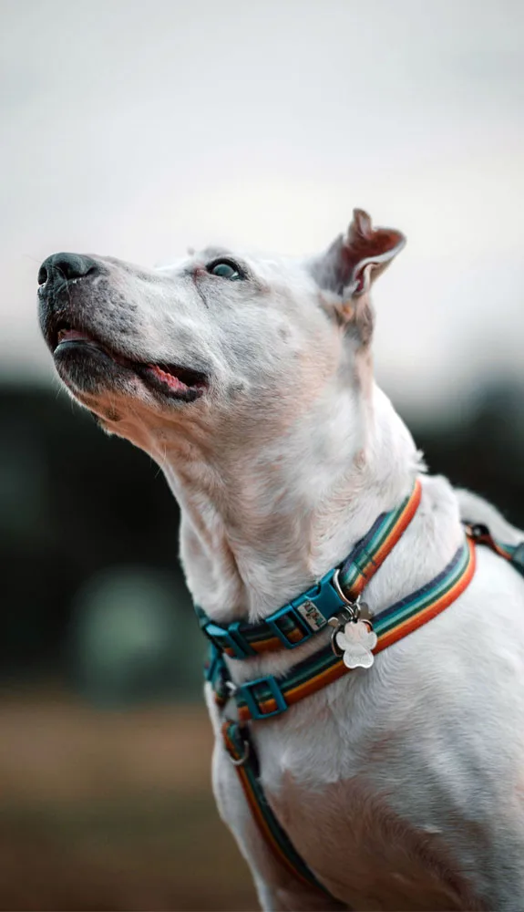 Portrait of a Pitbull