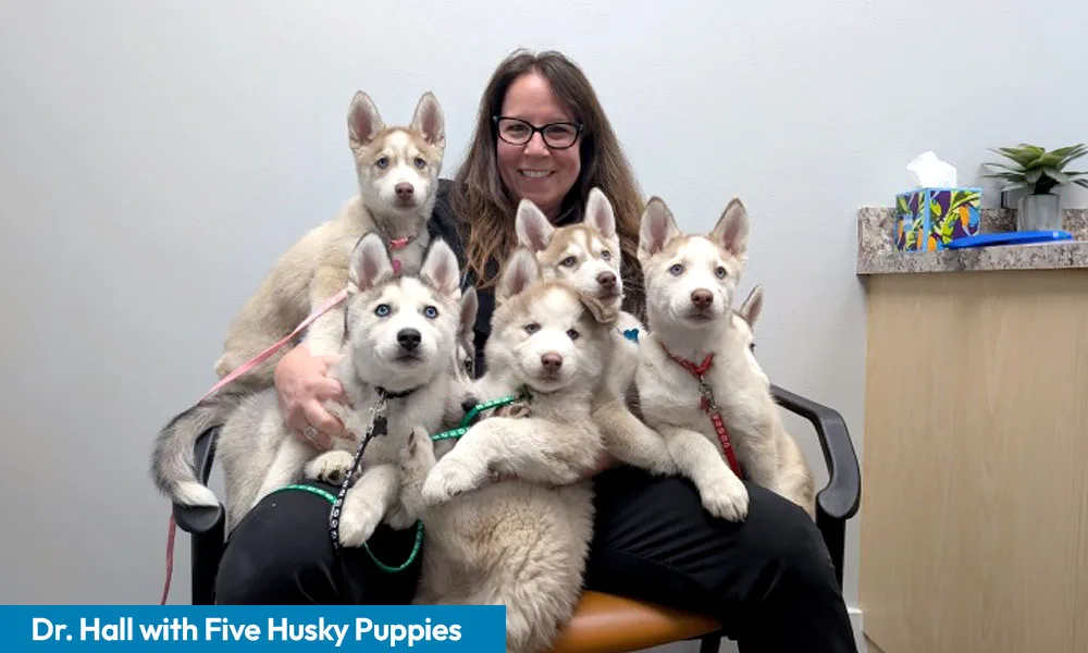Dr. Hall with Five Husky Puppies