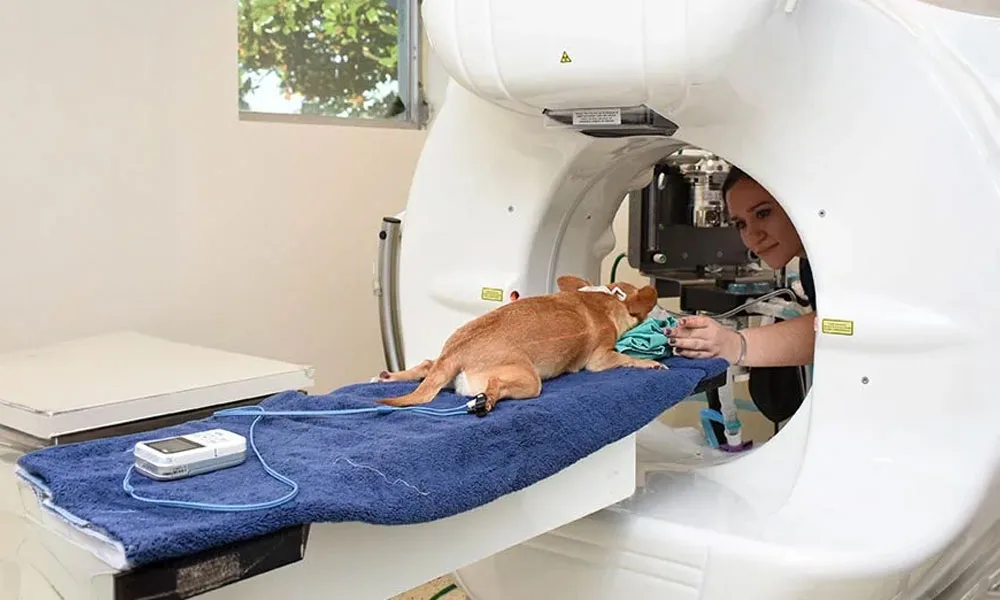 veterinary second opinions - Winter Park, FL