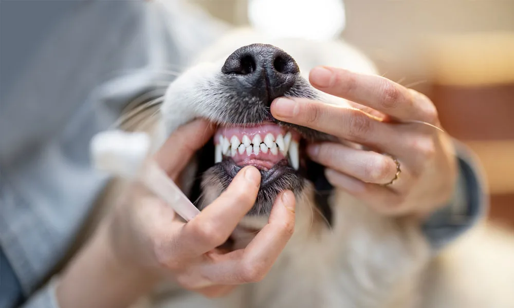Opening dog's mouth for a teeth cleaning