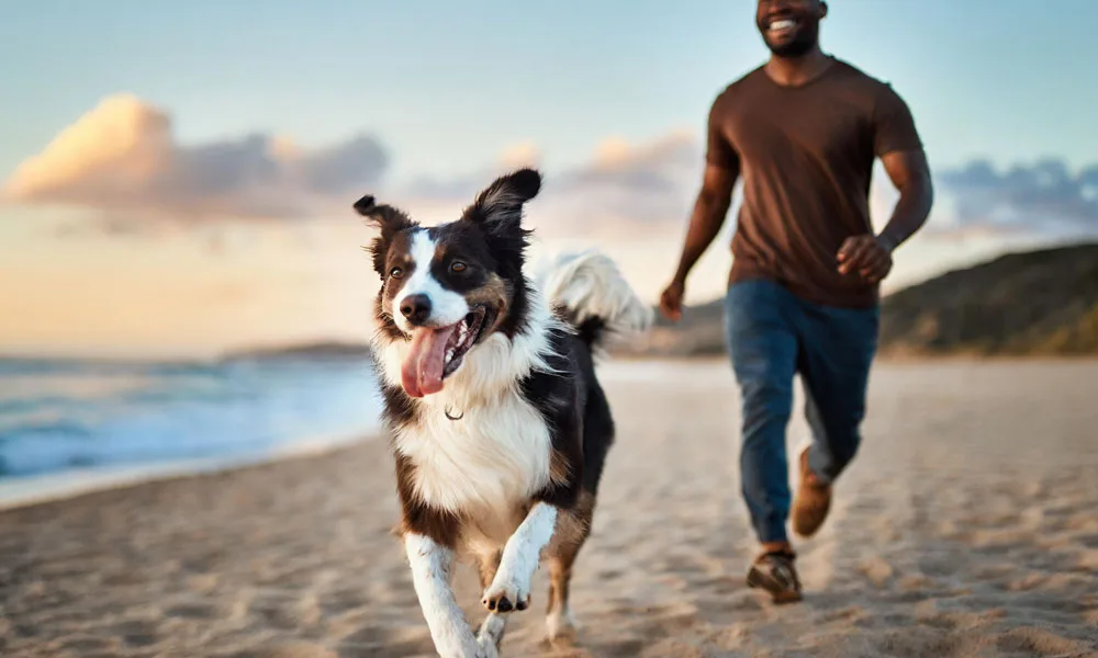Playful dog running with owner on sandy beach