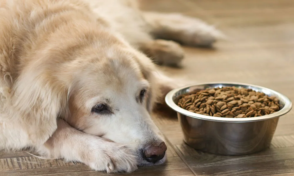 Sad golden retriever dog not eating