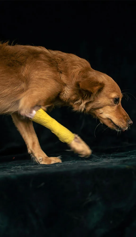 Brown Dog with a Yellow Bandage