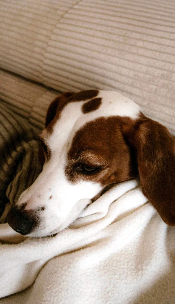 Cozy Beagle Relaxing on a Soft Blanket