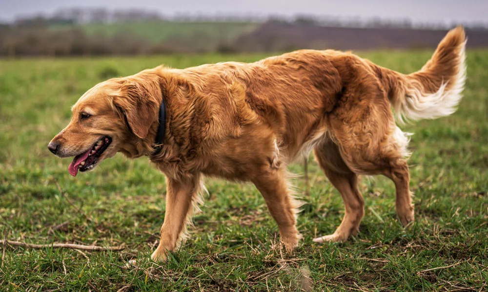 Golden Retriever in Lush Green Field Outdoors
