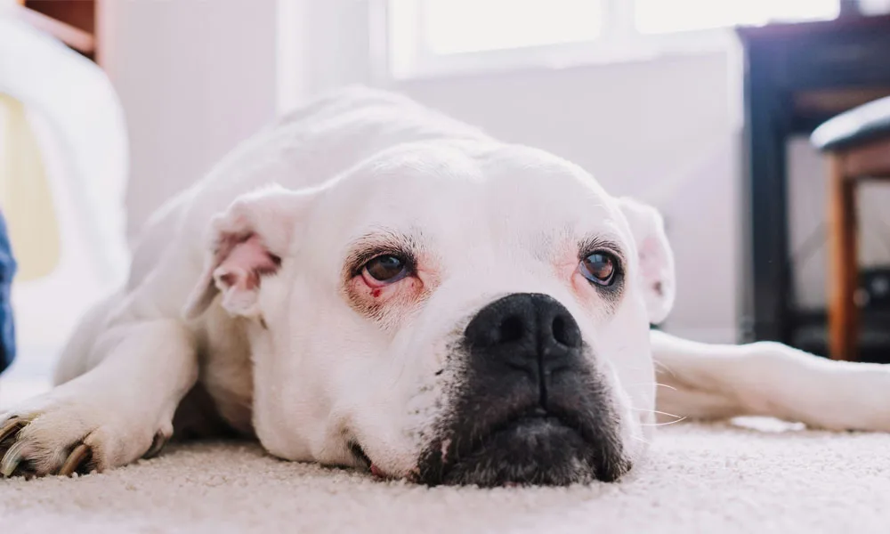 White Boxer Dog Relaxing on Carpet at Home