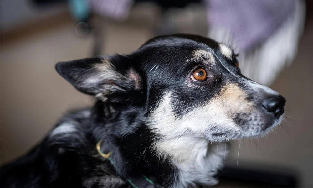 photo of an anxious dog