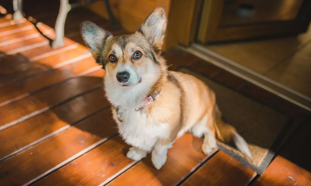 welsh corgi pembroke dog with one leg up, limping