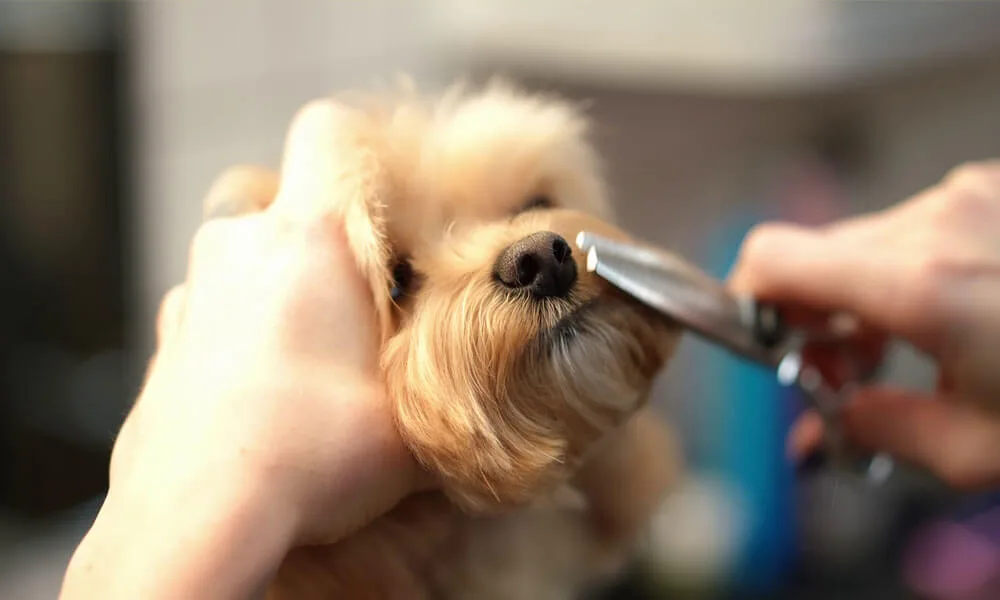 close up face of a small dog with a female hand cutting fur from muzzle