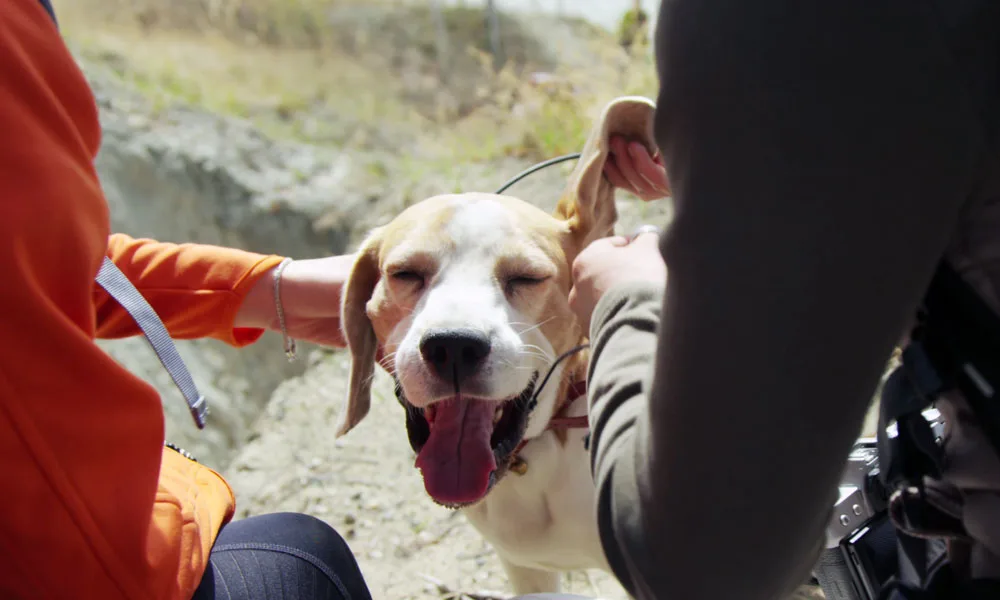 close up of a beagle looking at its ear