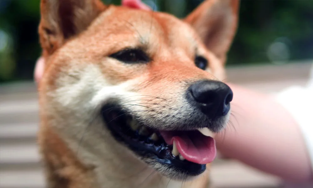 close up of a Shiba Inu dog in the park