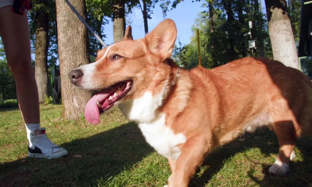 corgi dog walking with owner in the park on a sunny day