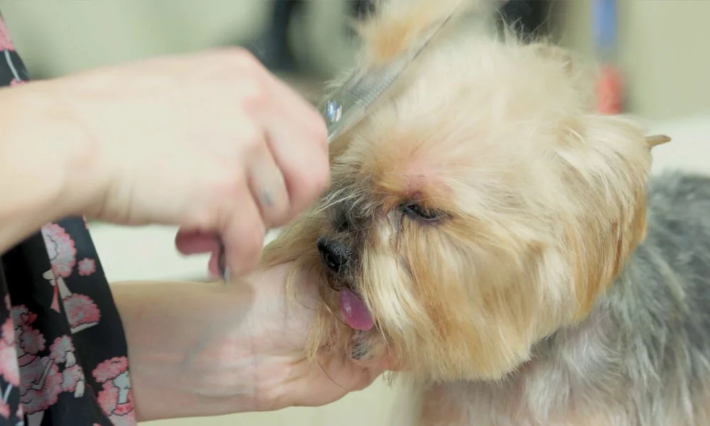 dog grooming groomer cutting fur of a York Terrier