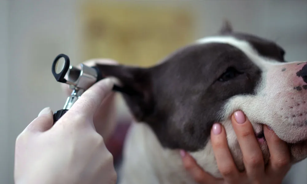 headshot of an american staffordshire terrier examine ear