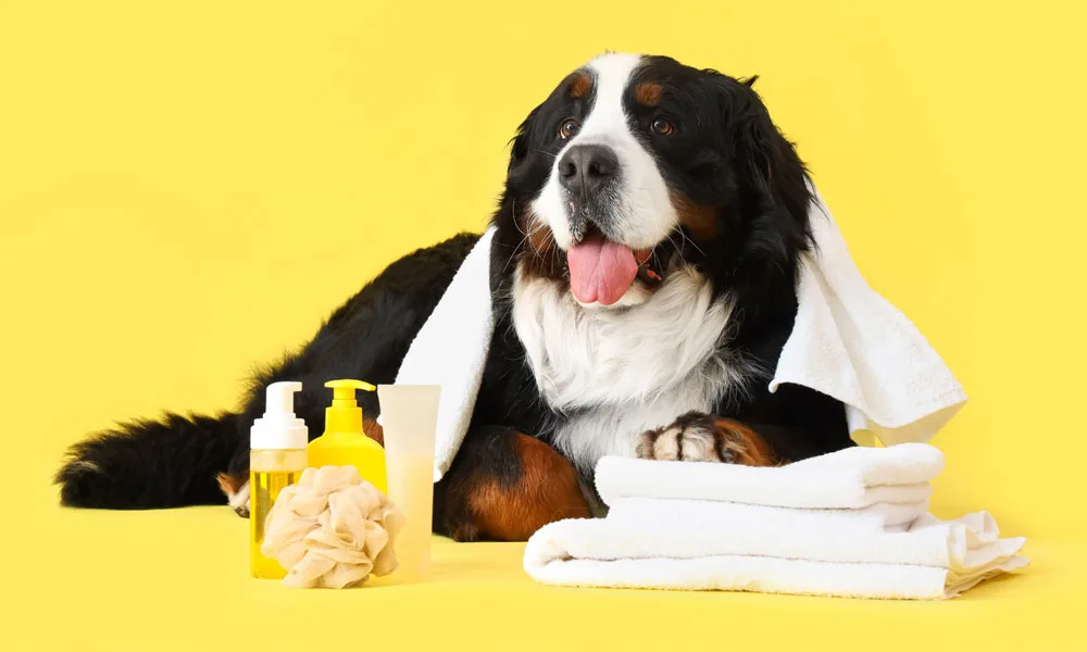 spa day for a large dog