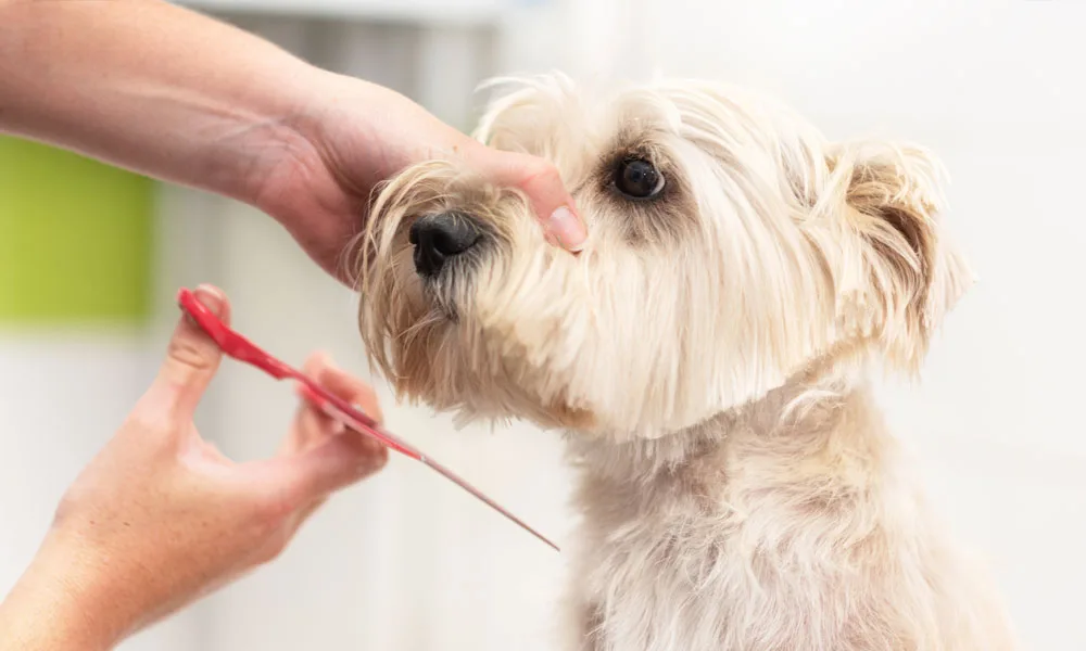 a terrier gets a trim
