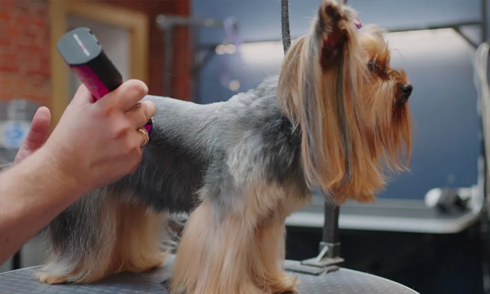 trendy haircut for Yorkshire Terrier