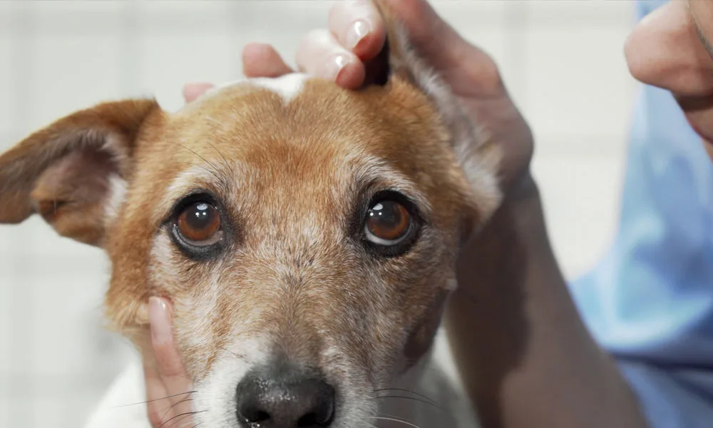 vet checking ears of a jack russell terrier