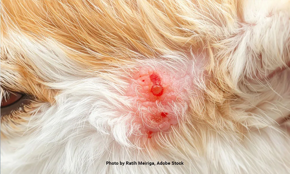 Close up a dogs skin with a red hot spot or allergic reaction