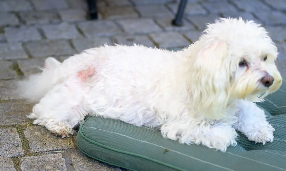 White Dog Skin Irritation Resting