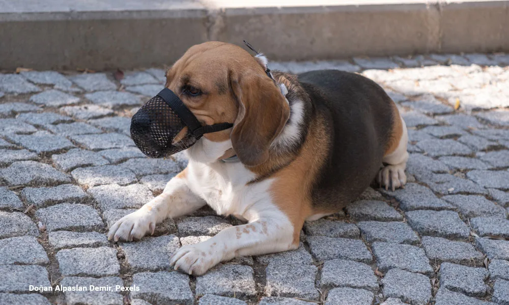 beagle with a muzzle resting on stone pavement
