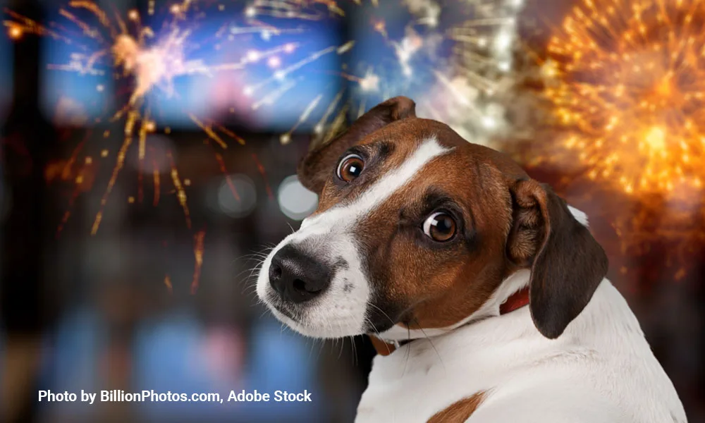 cute domestic dog looking on the fireworks