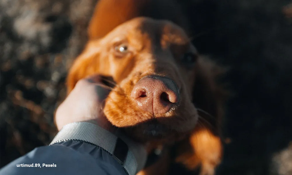 dog enjoying human touch outdoors