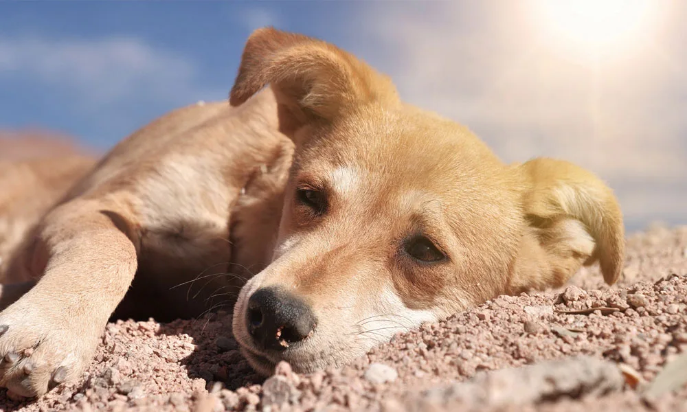 dog lies under scorching sun in desert heat