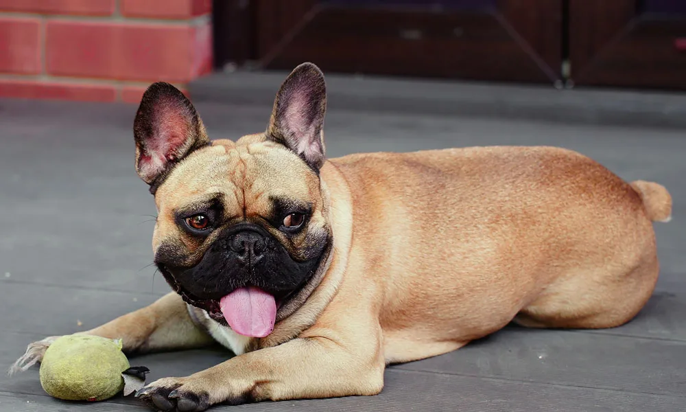 french bulldog panting with his tongue out next to his toy