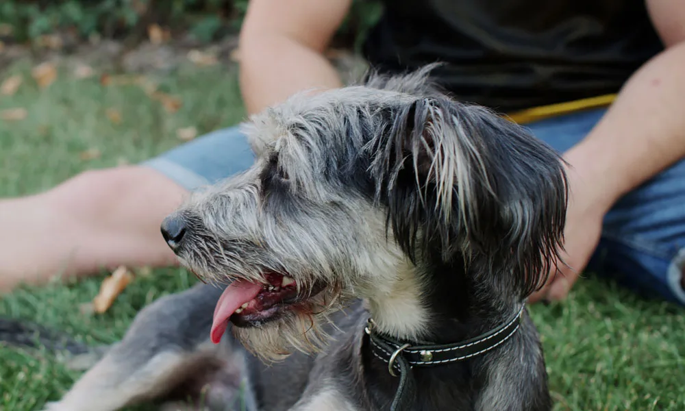 dog sit grass lawn dog relaxing