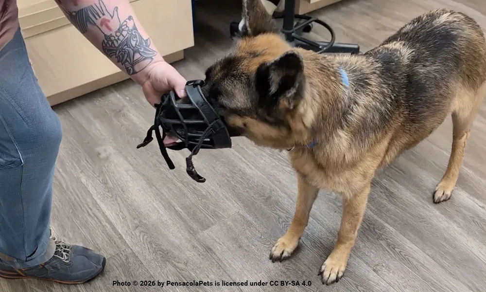 muzzle training