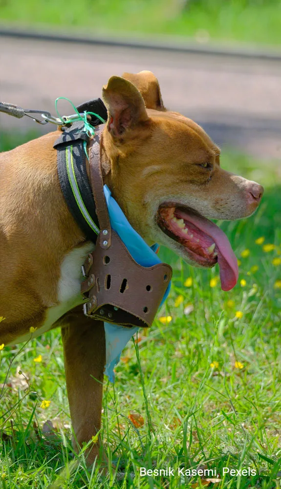 pit bull terrier wearing-a muzzle in a park