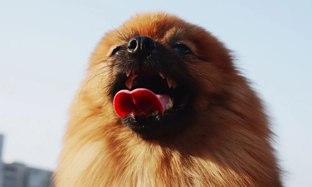 Pomeranian sticks out tongue and pants