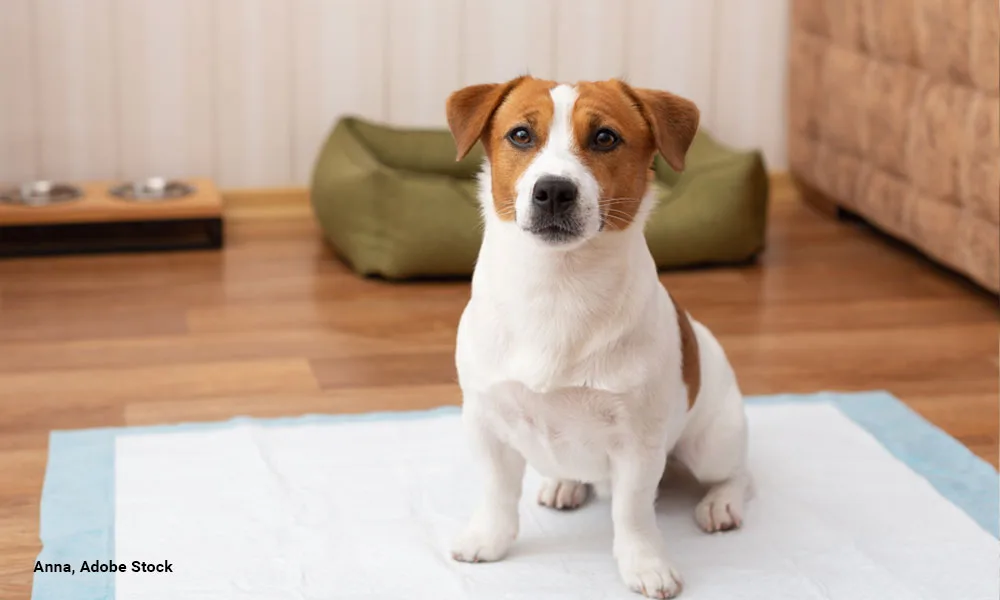 Cute Jack Russell Terrier dog sitting on a hygienic daily diaper for pets