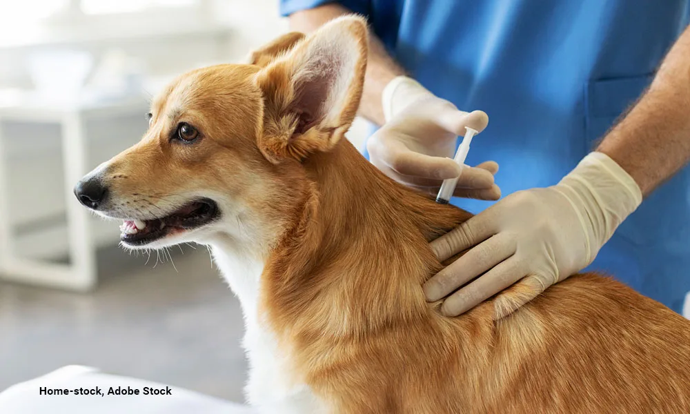 Pembroke Welsh Corgi dog receiving vaccination