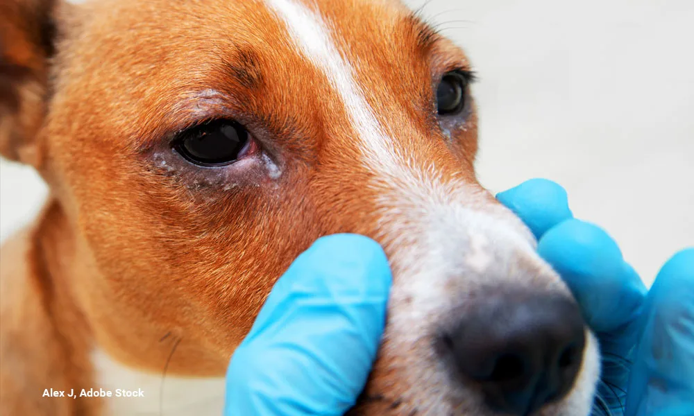 Sick dog with infected crusty eyes examination
