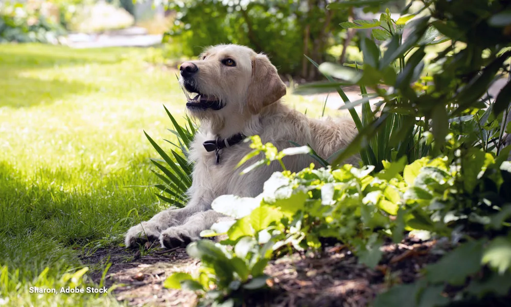 Yellow labrador dog lying in garden