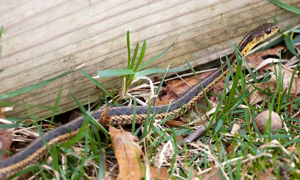 A Black And Yellow North American Garter Snake Slithering Through The Green Grass Shallow Depth Of Field
