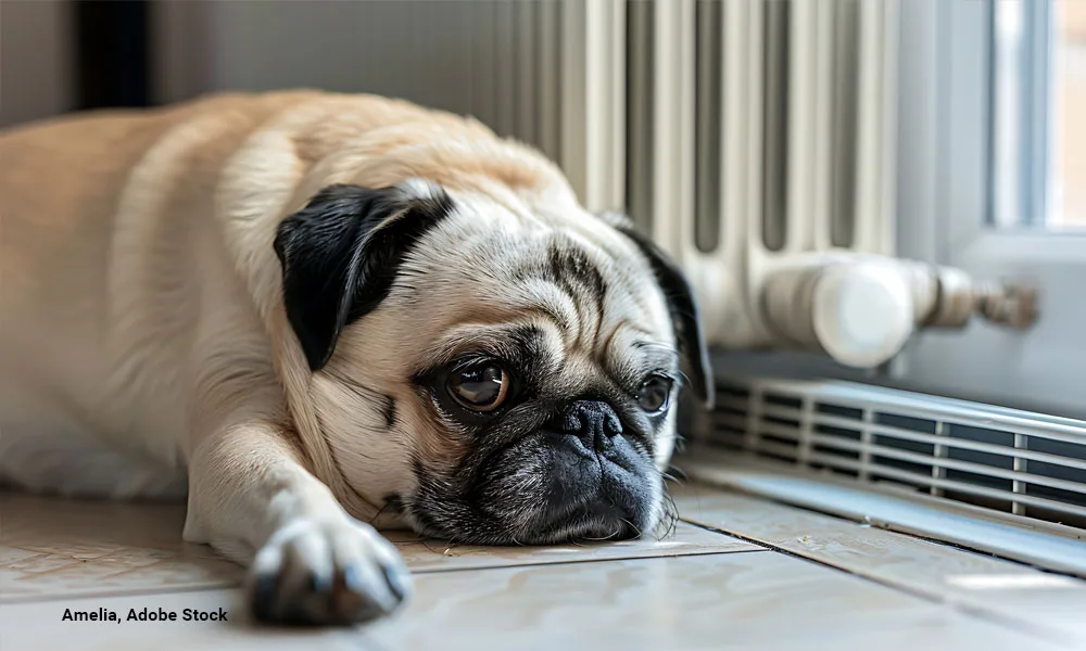 photo of a pug relaxing