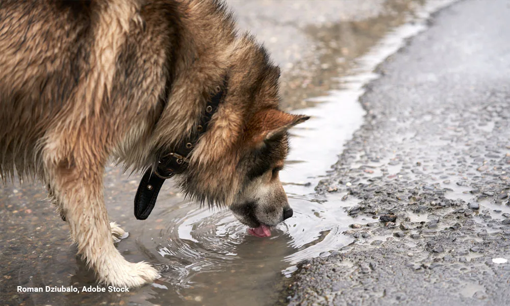 A dog with wet fur drinks water from a puddle after a rain.