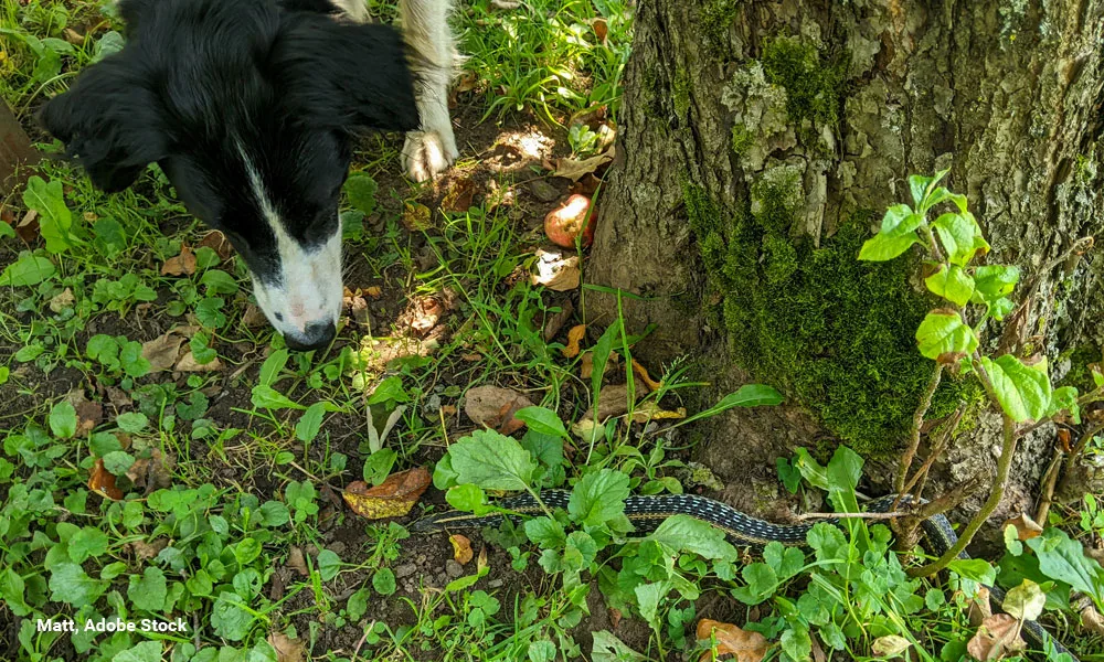 A dog looks and smells a Garter snake on the grass beside a tree trunk during the summer.